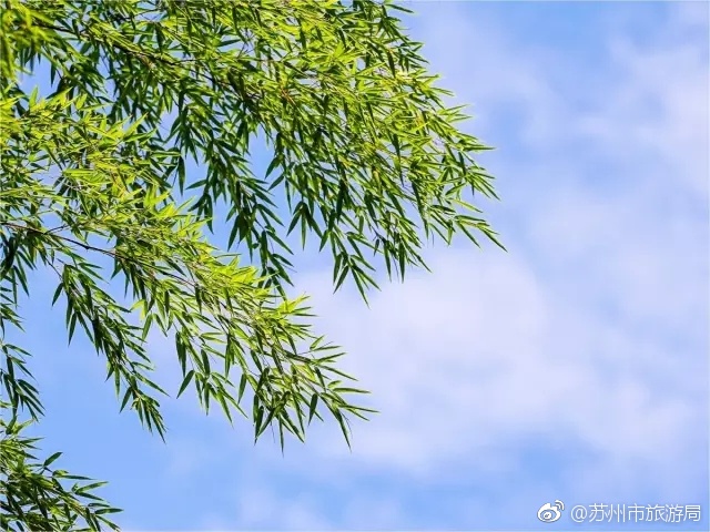 甘婷婷经典三级片
