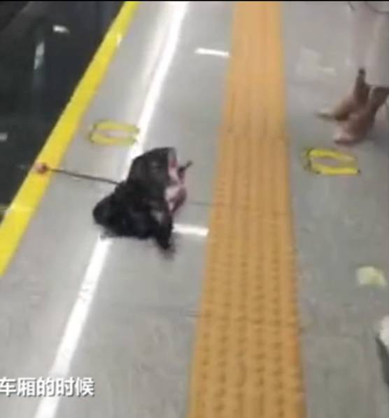 很黄很色视频