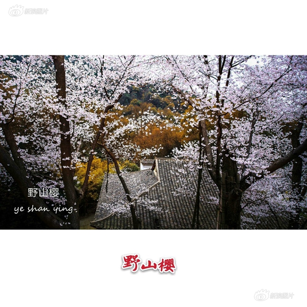 日本女友閨蜜