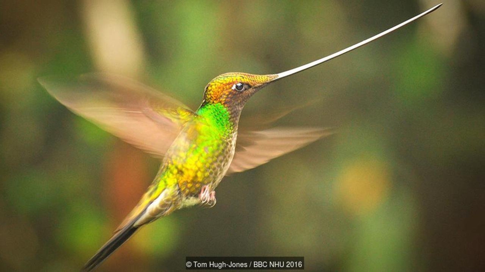 蜂鸟有什么颜色的 YGrx-hcqccip7616859.jpg