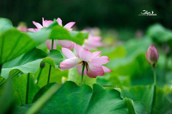 桃花源