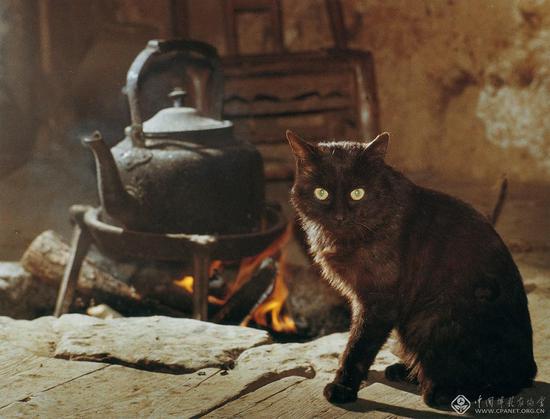 黑猫 陈复礼 摄影（1981年拍摄于黄石寨守林人家）