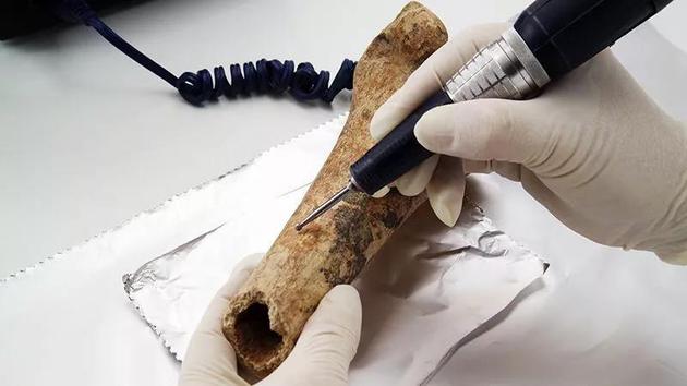 上图所示为一块据信可追溯至中世纪的人类股骨，研究人员正在取样做碳测年。 来源：James King-Holmes/Science Photo Library