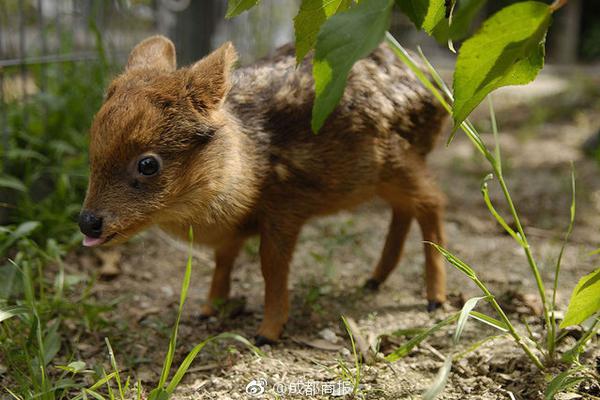 莲藕排骨汤怎么做