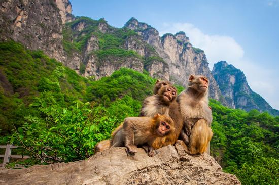 云台山巅闻清风 红石峡底观飞瀑|云台山|红石峡|景区_新浪新闻