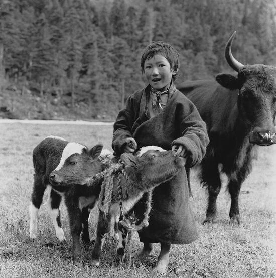 《小牛犊》1956年，日东草原，蓝志贵摄，中国美术馆个展作品。