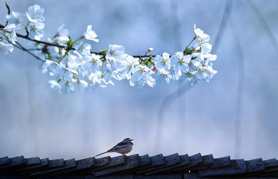 二等奖《鸟儿思念在春天》　摄影：刘成智