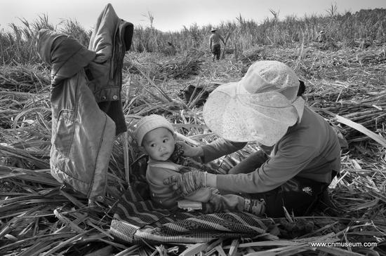 3《砍蔗的水族、苗族农民工——南飞的新“候鸟”》&nbsp; 作者：成功 作品共30幅