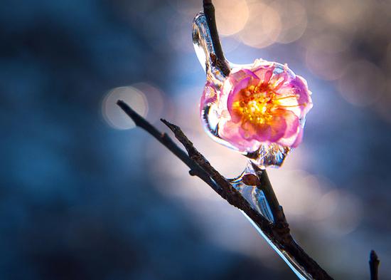 鼓励奖 《傲梅》 作者：吴志伟