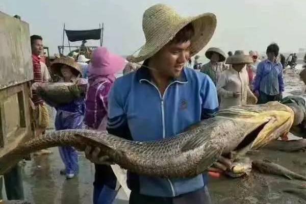 科萨诺维奇-乐鱼APP下载-乐鱼体育app-乐鱼体育官网网站|乐鱼体育