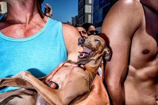 单幅三等奖：Dog Fun 狗的乐趣 摄影师：ILAN BURLA（以色列）