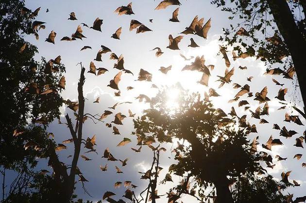 蝙蝠体内寄宿着多种能导致人类重病的病毒。来源：Stephen Belcher/Minden Pictures/FLPA