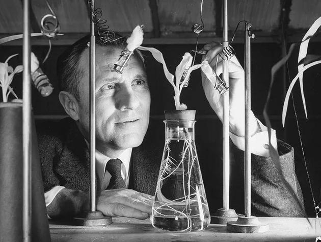 化学家Martin Kamen，他是第一位合成碳-14的人。来源：Hansel Mieth/The LIFE Picture Collection/Getty