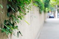 摄影征集:聆听深夏的絮语