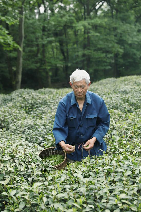 茶农师傅演示采茶