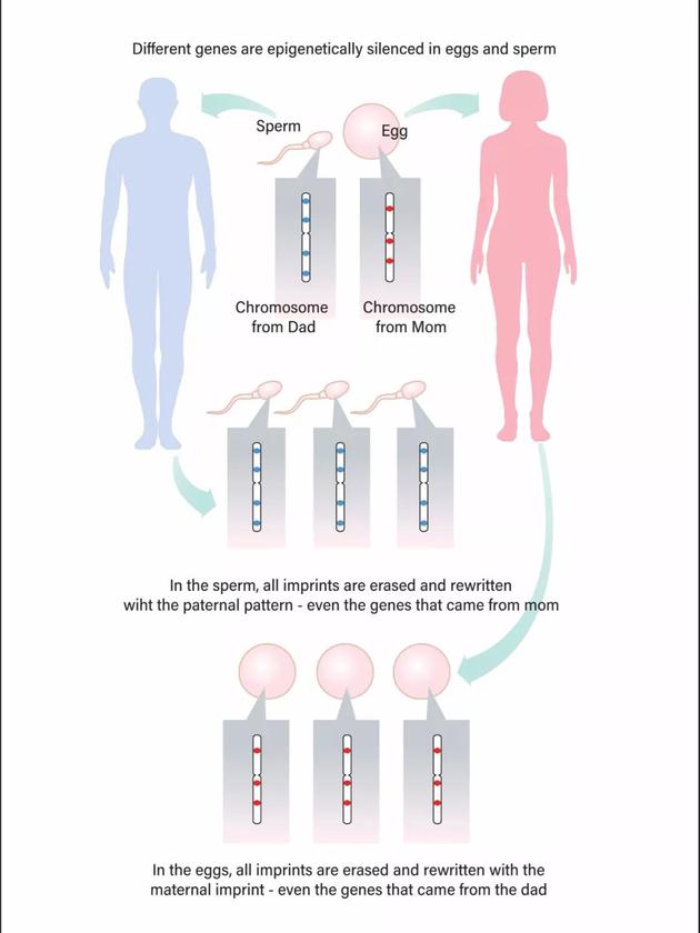 在精子和卵子中,染色体上特定的印记基因会被沉默或者重写,无论这条染色体之前是来自父亲还是母亲。
Jay Smith/Discover