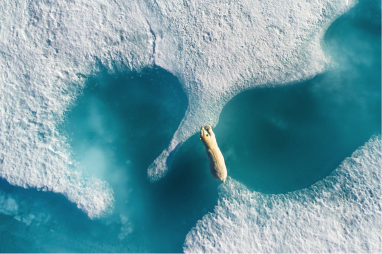全球航拍年度大奖 Florian Ledoux 《冰上魅影》(Above the polar bear)