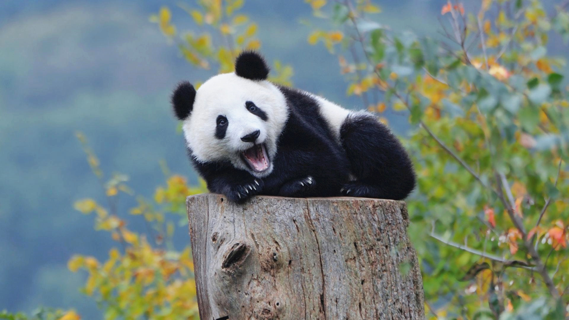 2%国土还给大熊猫们，生态建设浓彩重笔|大熊猫|国家公园|生物多样性_新浪新闻