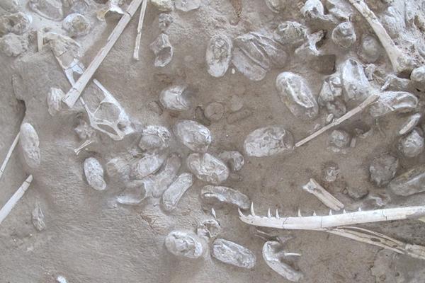 皇家社会马丁内斯