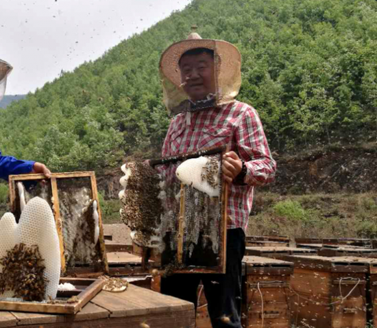 (苏昌鹏拿着自然状态下野蛮生长的蜂巢,向记者展示)