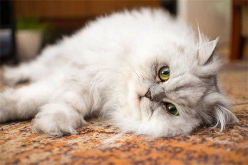 猫的耳螨是怎么引起的,猫不出门怎么会得耳螨
