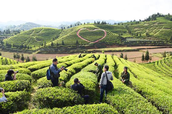 游客拍照茶园美景及知青采茶