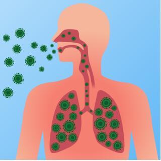 呼吸系统是人体与外界进行气体交换的器官,包括呼吸道(鼻腔、咽、喉、气管、支气管)和肺。