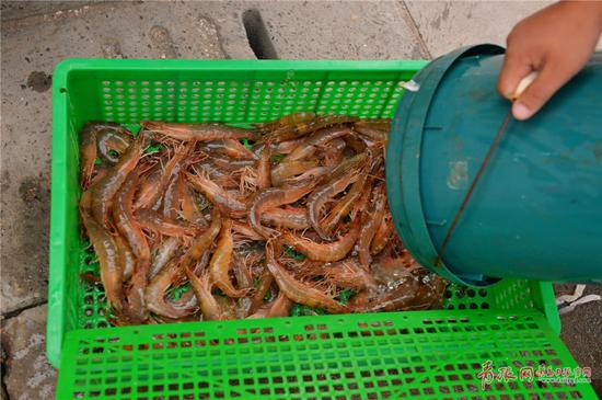 2017年9月4日,在青岛市沙子口码头,刚刚上岸的海捕大虾。