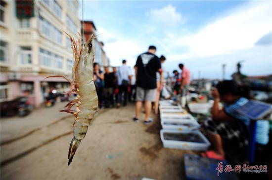 2017年9月4日,在青岛市沙子口码头,刚刚上岸的海捕大虾。