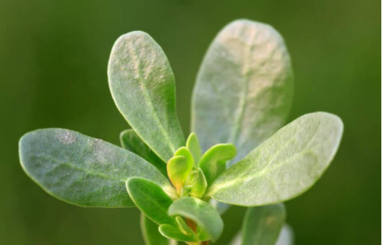 马齿苋提取物:马齿苋中含有丰富的氨基酸、植物多糖、维生素、黄酮和皂甙,具有营养润滑皮肤、延缓皮肤衰老的作用。