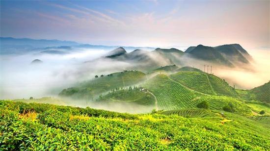 丹寨县龙泉镇马寨茶叶种植基地(苗西明 摄)