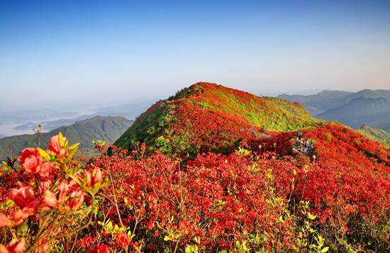 丹寨县龙泉映山红(苗西明 摄)