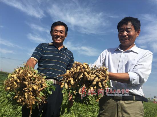 平度市同和镇西华里村和西侯家庄的农民们看着刨出来的花生,喜笑颜开。