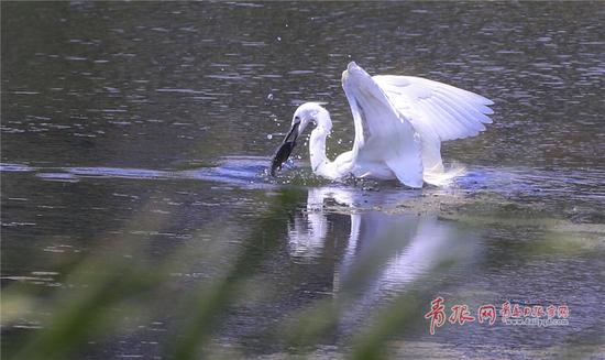 白鹭迅速出击,成功捕获“猎物”。