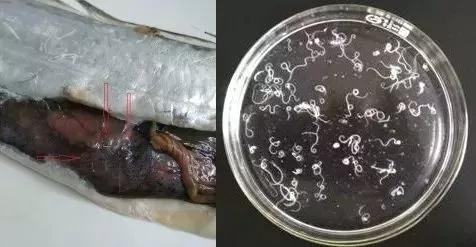 是的,你没看错,有寄生虫 !