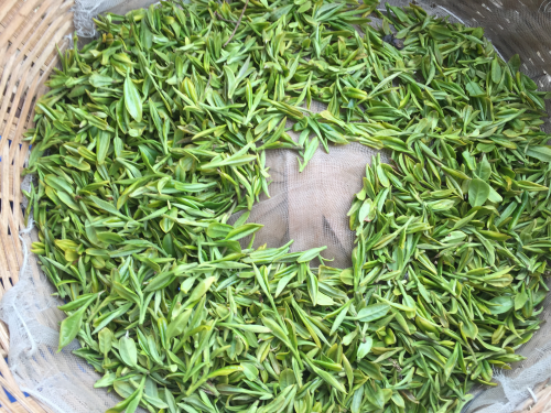 大田茶价格与往年持平