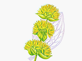 黄龙胆草