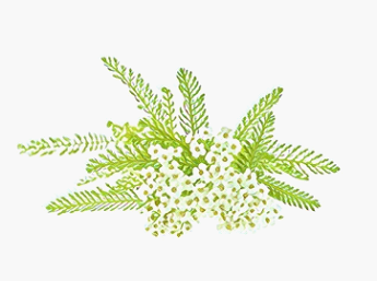 欧蓍草
