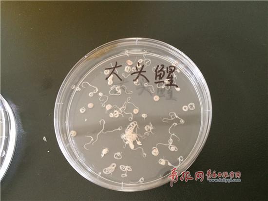 图为大头鯹中检出的异尖线虫