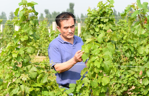 马树森:紫晶庄园董事长参加2015中国葡萄酒大