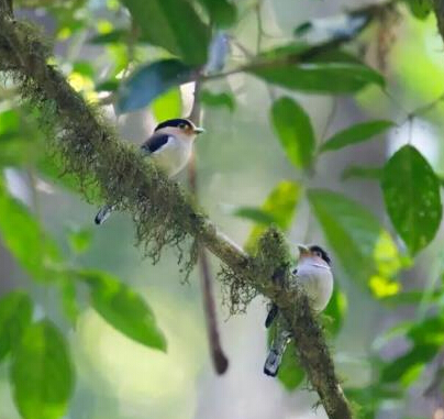 西双版纳热带雨林国家公园望天树景区进入秋冬