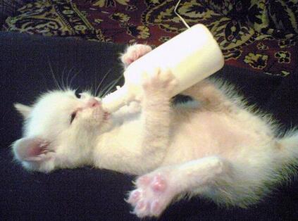 猫咪羊奶粉:猫咪为什么不能喝牛奶_新浪青岛_新浪网