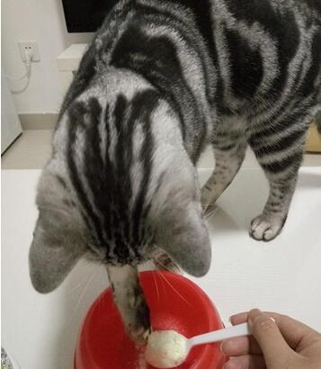 小猫咪喝羊奶粉好不好