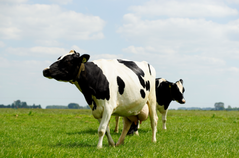 美素佳儿奶粉,荷兰自家牧场优势多