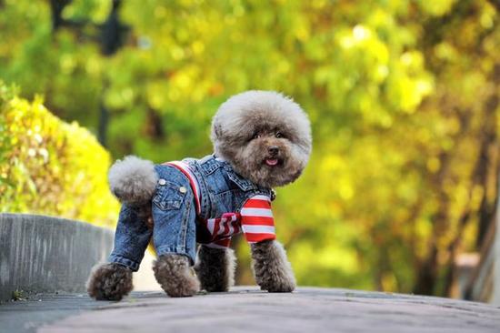 泰迪呕吐没精神怎么办?泰迪吐黄水怎么回事?