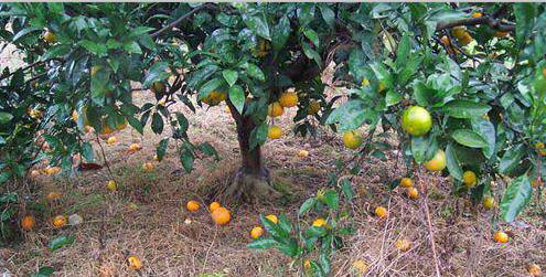 哪种药杀沙糖桔根线虫最有效?快用盈辉杀线剂