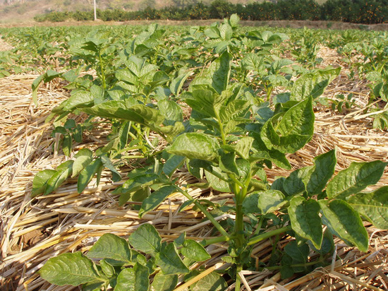 追肥后马铃薯仍生长缓慢 施用盈辉杀线剂恢复