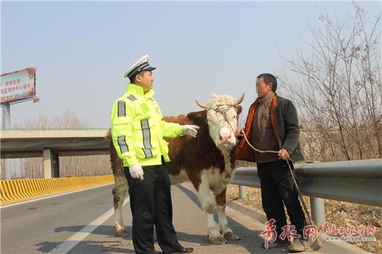 民警将骑牛男子拦下