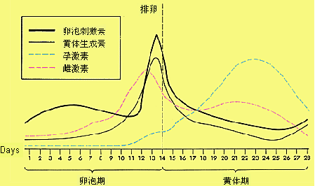 丰胸的最佳时间 把握丰胸黄金时间效果更显著