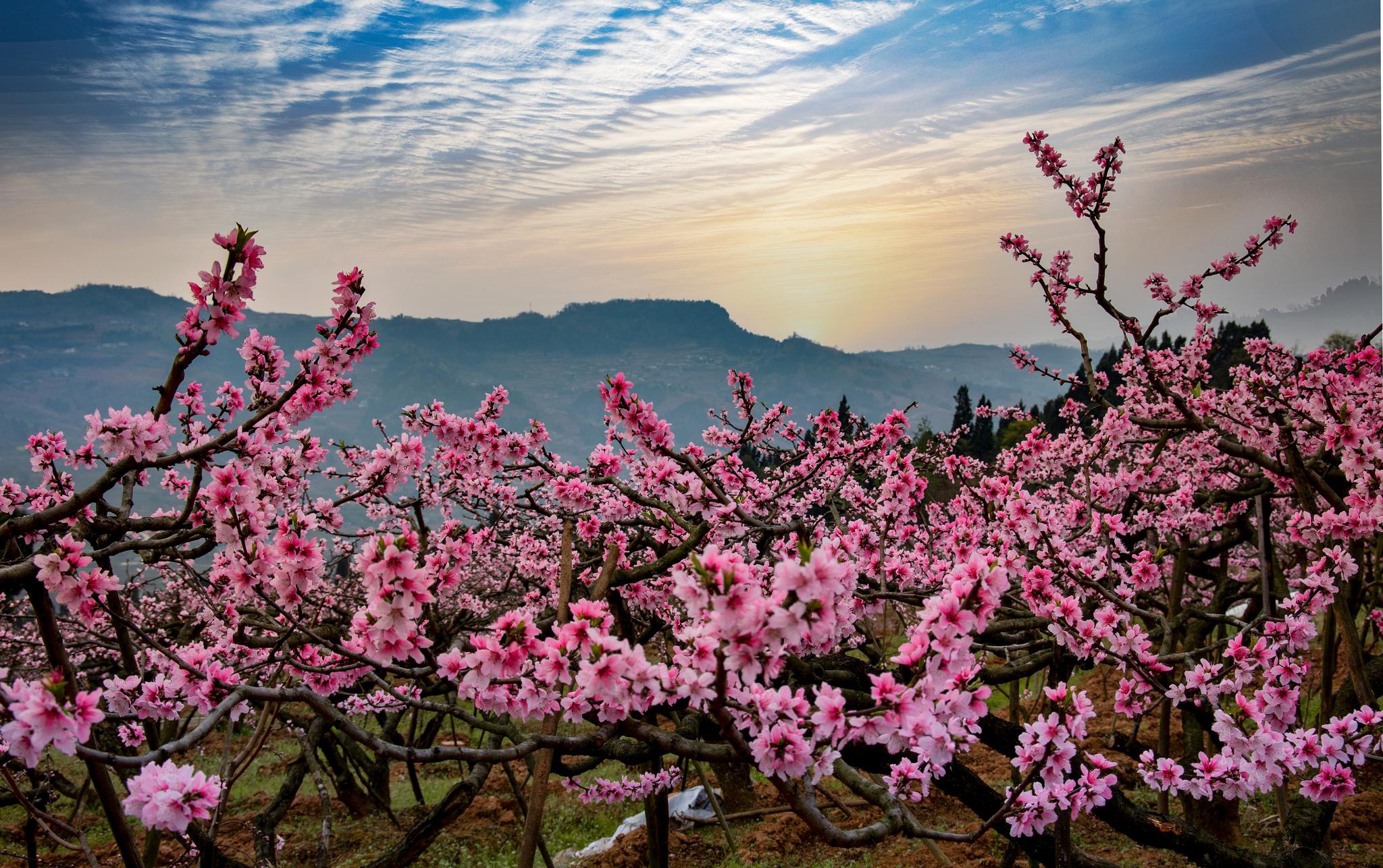 盛花期来临，成都孃孃最爱的桃花节赏桃花首次云揭幕！_四川在线